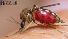 四害之一蚊子！每年致死人數(shù)超過72.5萬人
