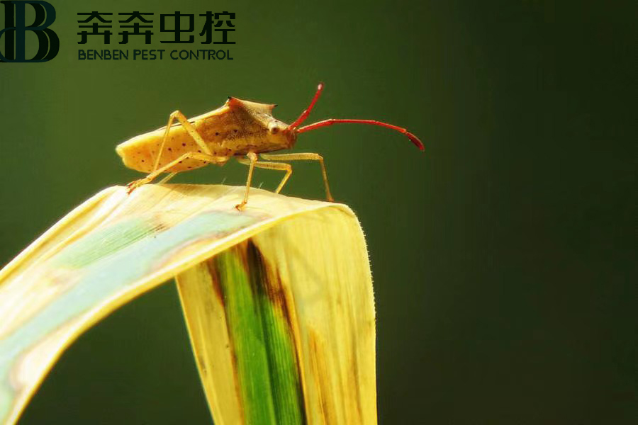 臭蟲害人嗎？如何消滅臭蟲？