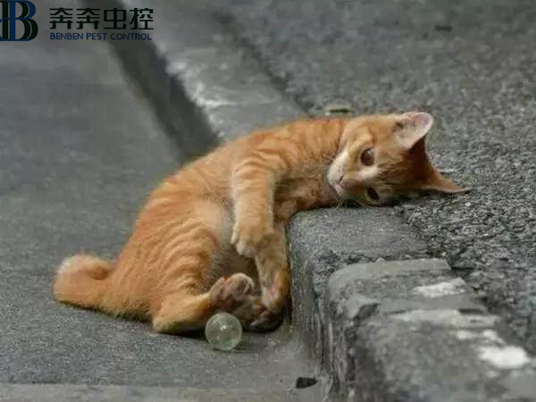 上海抓野貓抓流浪貓的公司有哪些？