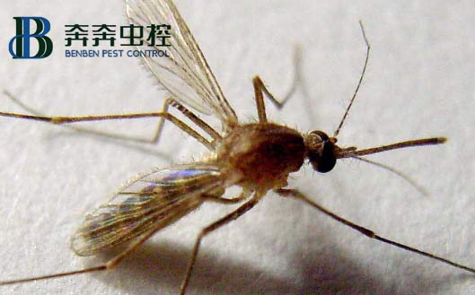 家中常見蟲子有蟑螂、蒼蠅、蚊子、米蛾、蜘蛛
