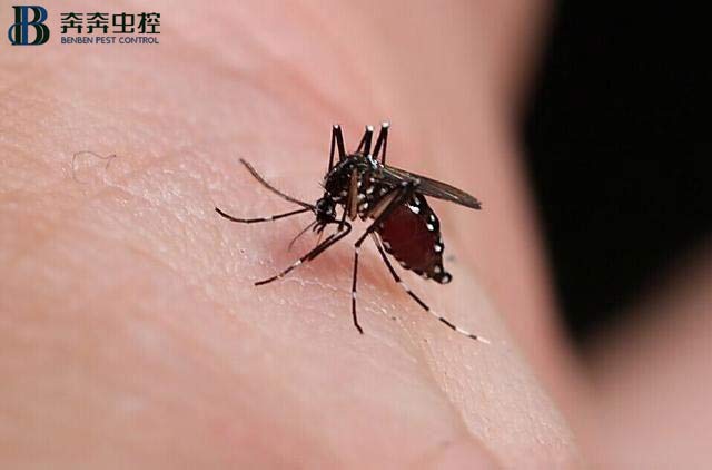 夏天 滅蚊子很重要！
