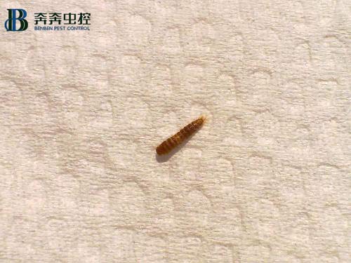 你家的廚房、衛(wèi)生間頻繁出現(xiàn)小蟲子嗎？