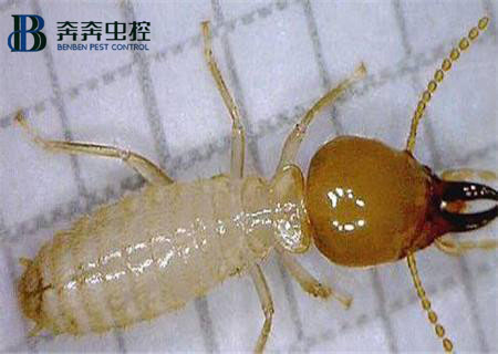 家里為什么會出現(xiàn)白蟻？