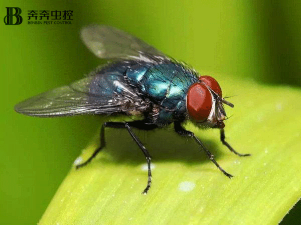 夏天家中蒼蠅太多了？上海奔奔教您：輕松把蒼