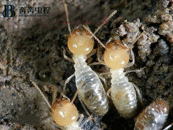 白蟻雖小，危害極大，它們的破壞力極為驚人