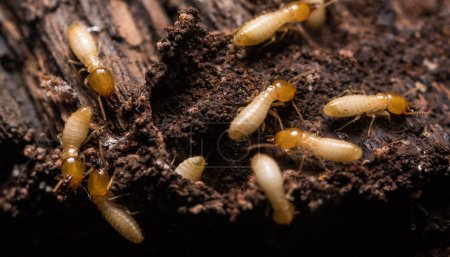 上海除蟲：如何區(qū)分家里的螞蟻和白蟻？