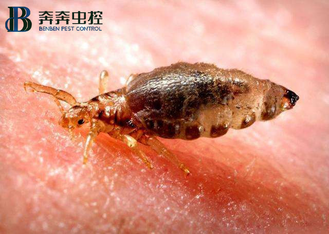 家里發(fā)現(xiàn)臭蟲(chóng)，應(yīng)該怎么消滅它們?