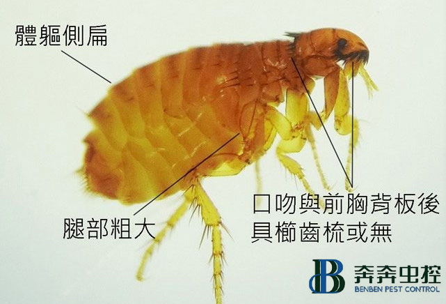 跳蚤多久不吃東西才能被餓死？跳蚤怎么消滅？
