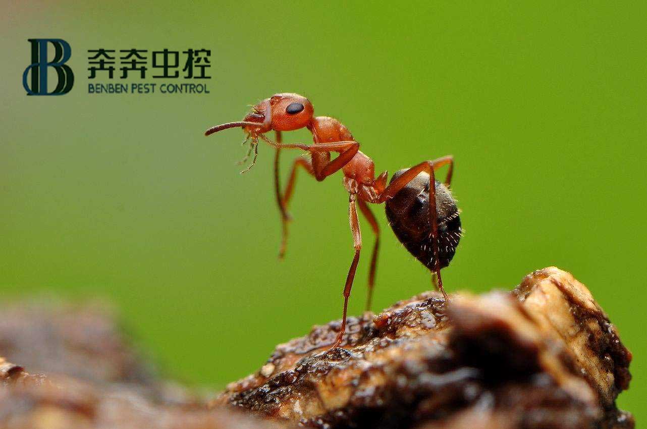 螞蟻怎么消滅？