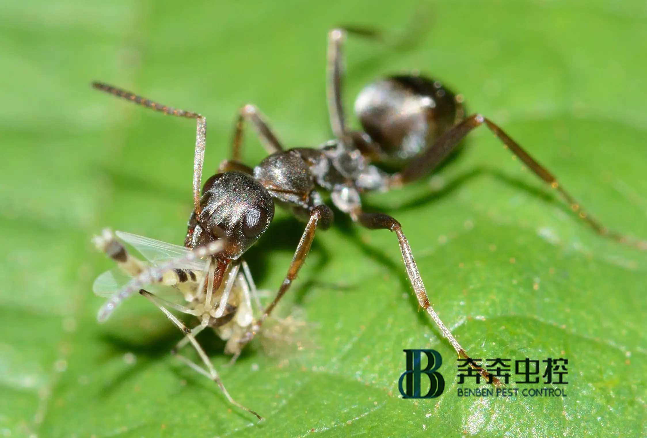 除蟲公司滅螞蟻，手到擒來！ 