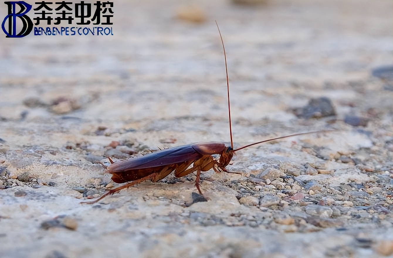 家庭出現(xiàn)蟑螂應如何防治