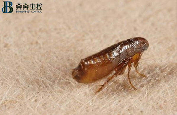 如何消滅跳蚤，一招教你怎么消殺跳蚤