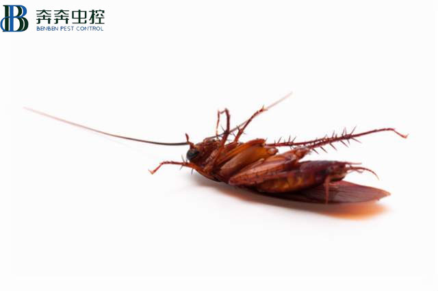 昆蟲死后為什么都是“四腳朝天”的？