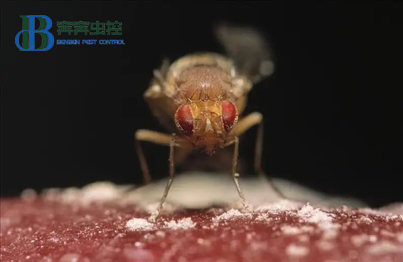 專業(yè)蟲控公司教大家如何滅果蠅！