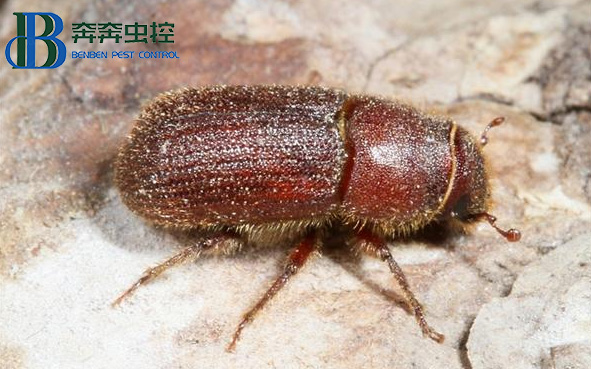如何消滅“木老虎”粉蠹蟲(chóng)？