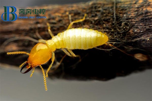 家中發(fā)現(xiàn)白蟻應(yīng)該怎么辦？