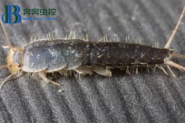 衣魚蟲怎樣徹底清除？
