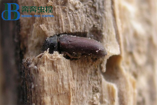 粉蠹蟲對家具建材的危害