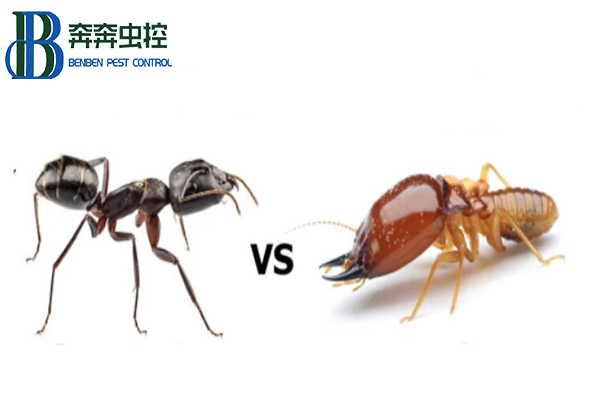 上海除蟲教你如何區(qū)分家里的螞蟻和白蟻？