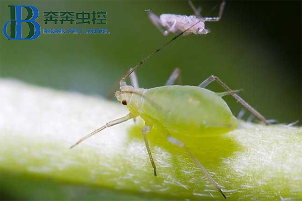 如何防治蚜蟲？