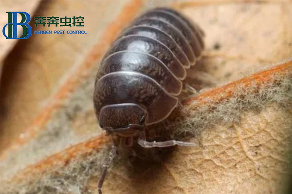 鼠婦是什么，對人有害嗎？