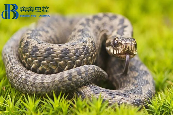 夏季蛇咬傷高發(fā)期 當(dāng)心“蛇出沒”