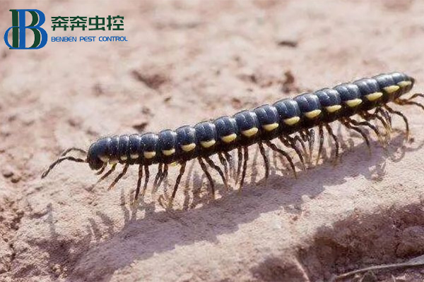 消除馬陸蟲(chóng)的小妙招