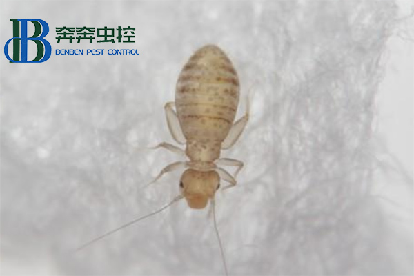 家里有書虱，應該怎么消滅干凈？