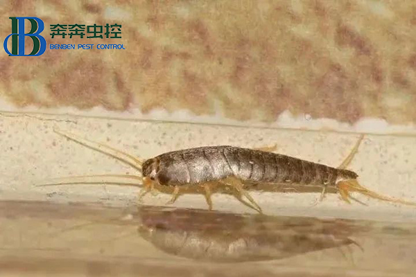 夏季如何控制及預防衣魚蟲？