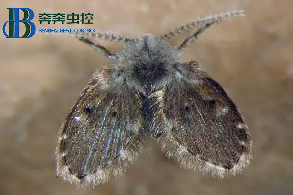 下水道蛾蠓幼蟲長(zhǎng)什么樣？蛾蠓怎么消滅？