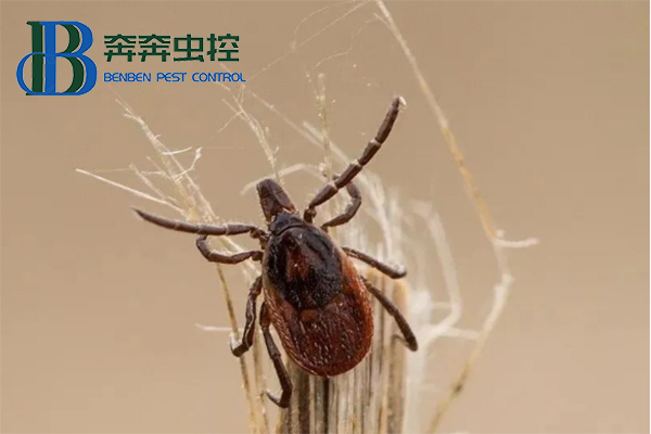 蜱蟲如何正確防治？