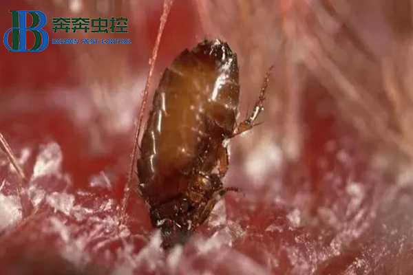 家里有了跳蚤怎么處理干凈？