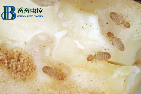 家里為什么有書虱？書虱如何治？