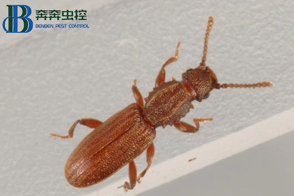 鋸谷盜有危害嗎？如何防制？