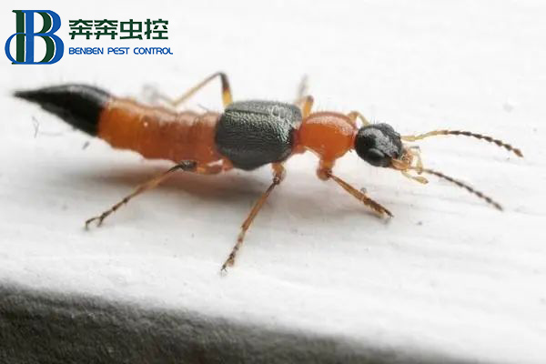 有只小蟲拍不得，一起來(lái)認(rèn)識(shí)隱翅蟲！
