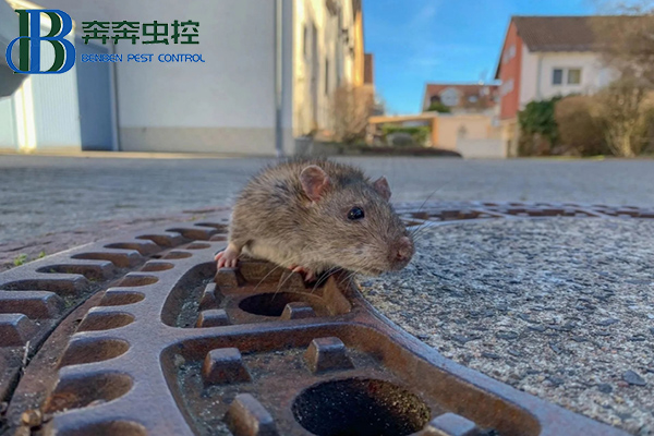 滅老鼠有效的方法有哪些？