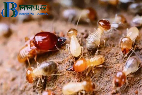家中出現(xiàn)白蟻怎么辦？上海蟲控公司來(lái)告訴你！