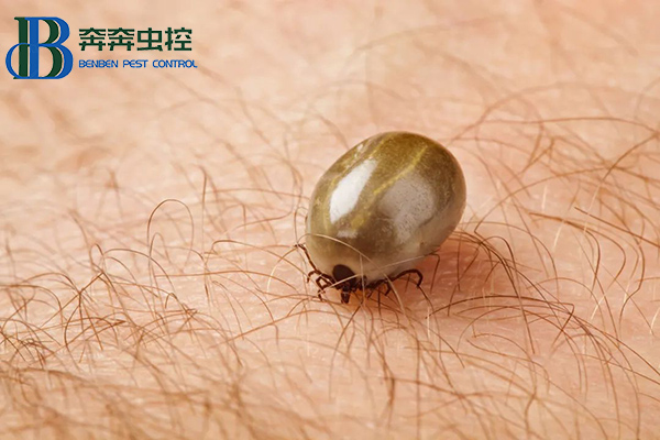 “小黑點(diǎn)，大危害”，蜱蟲叮咬怎么辦？