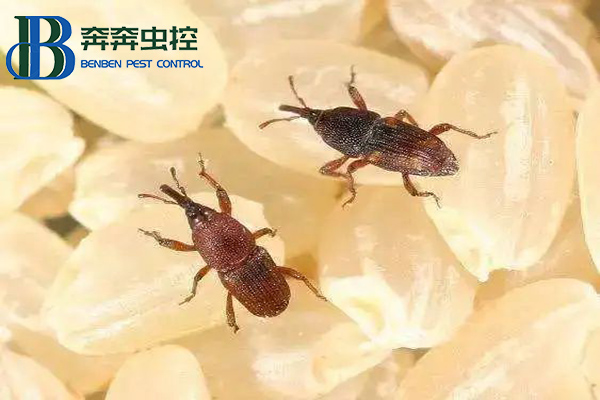 大米中的米象蟲能吃嗎？