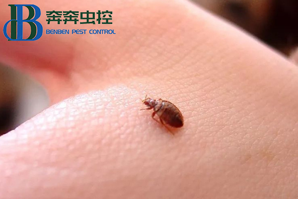 吸血床虱又出現(xiàn)了！多國爆發(fā)，已蔓延至亞洲!