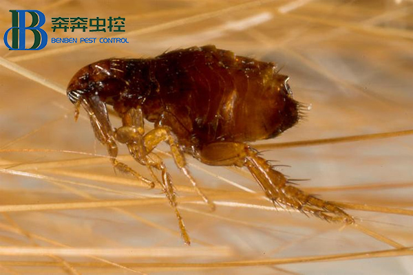 家里有跳蚤怎么根除？