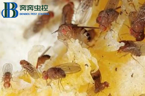 放在家里的水果總是有飛蟲，果蠅該如何消滅？