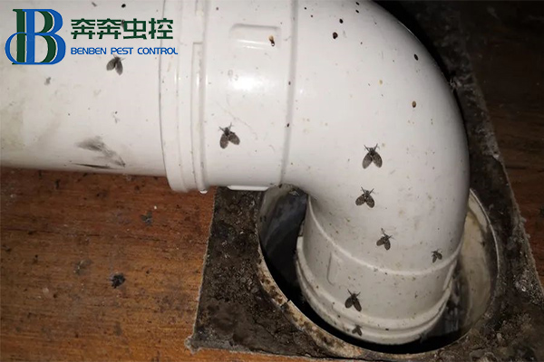衛(wèi)生間里來了蛾蠓怎么辦？