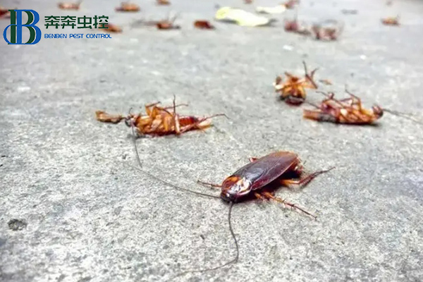 蟑螂這么強(qiáng)，怎樣才能徹底消滅蟑螂？