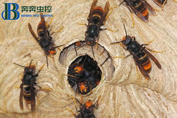 怎樣避免馬蜂被襲擊？