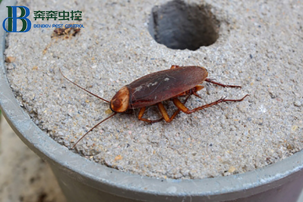 蟑螂這么強(qiáng)，怎樣才能徹底消滅蟑螂？