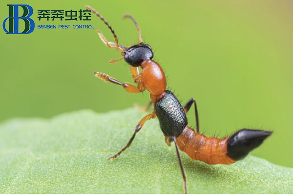 隱翅蟲，你有被它爬過嗎？
