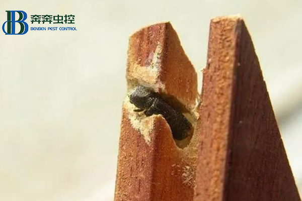 藏在木質(zhì)家具里的蟲子是什么？要怎么消滅？