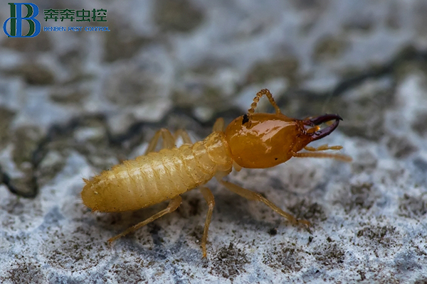 白蟻怎么滅？如何才能更有效的去除白蟻？
