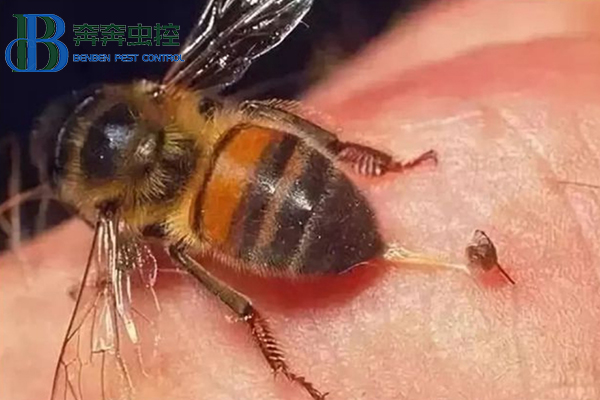 馬蜂防治安全小常識(shí)
